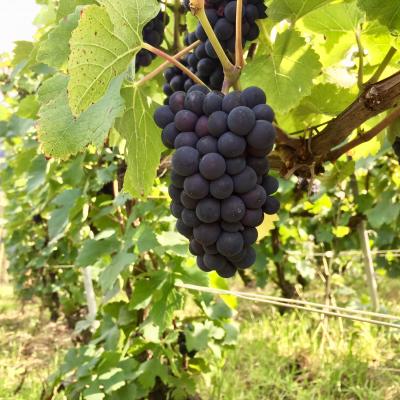 Pinot Noir de DAMERY quelques jours avant vendanges