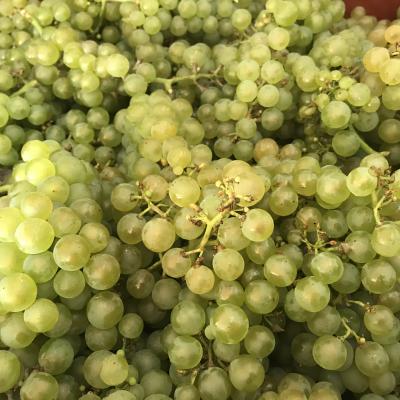 Vendanges Harvest 2019 Champagne Caillez Lemaire Chardonnay