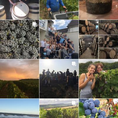 Vendanges 2018, images Instagram, réseaux sociaux