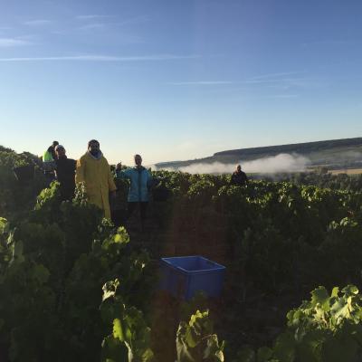 Harvest in Champagne