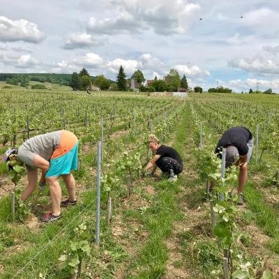 Ebougeonnage pour le Champagne CAILLEZ LEMAIRE dans une vigne à Damery. Marina, Wendy, Joan.