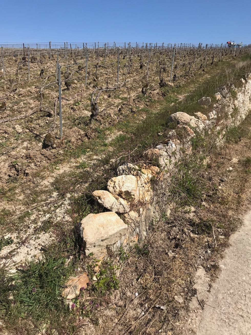 Vigne Caillez Lemaire  Damery Champagne 