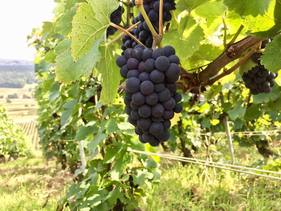 Pinot Noir de DAMERY quelques jours avant vendanges