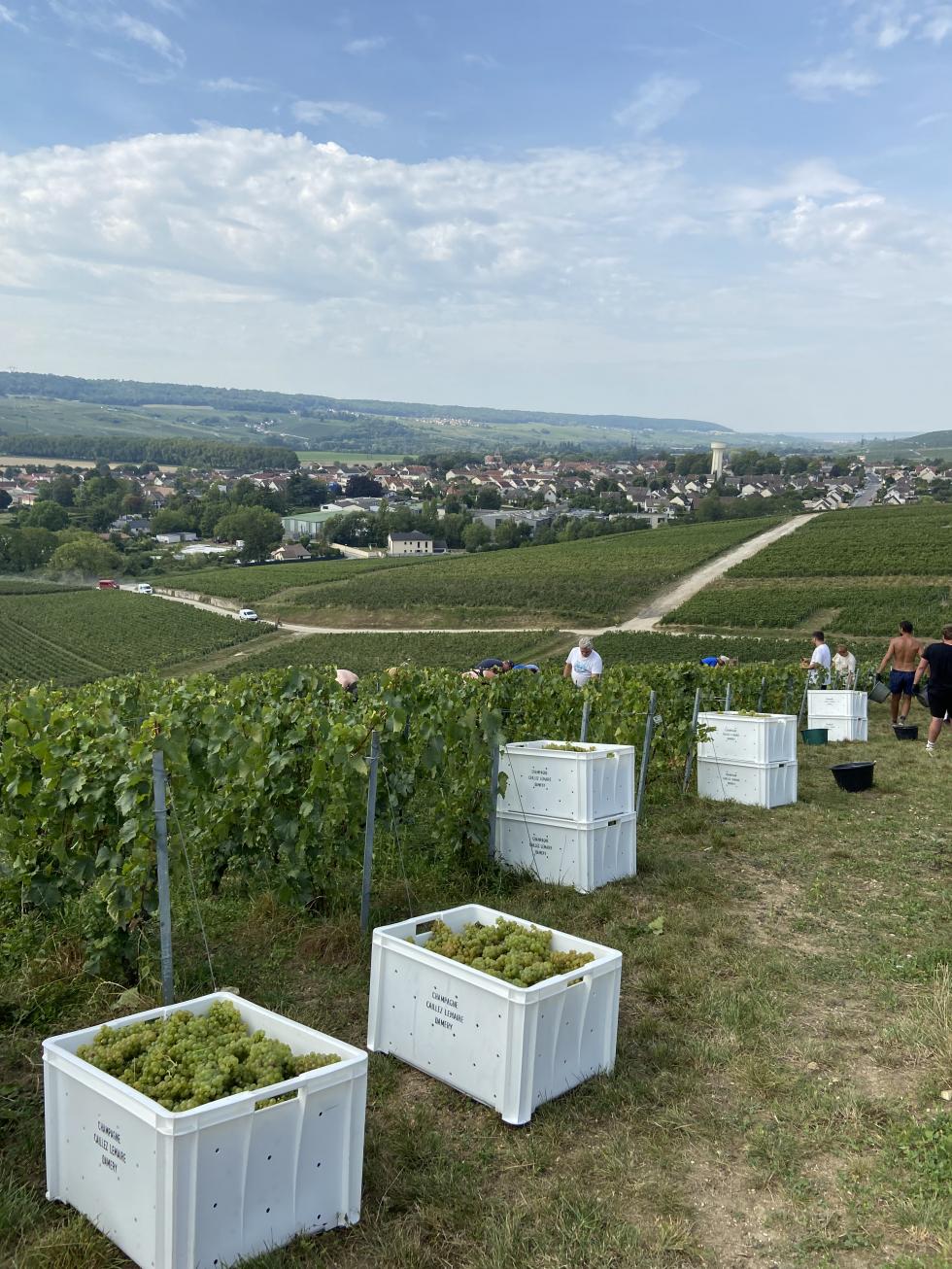 Champagne 2023 Harvest bio grapes