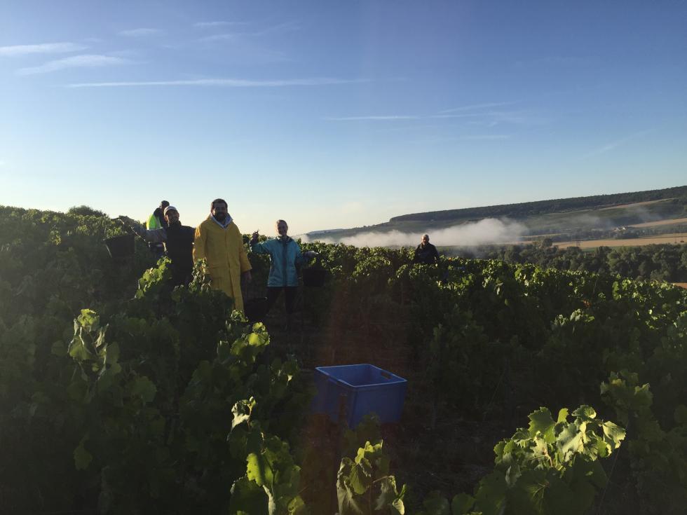 Harvest in Champagne