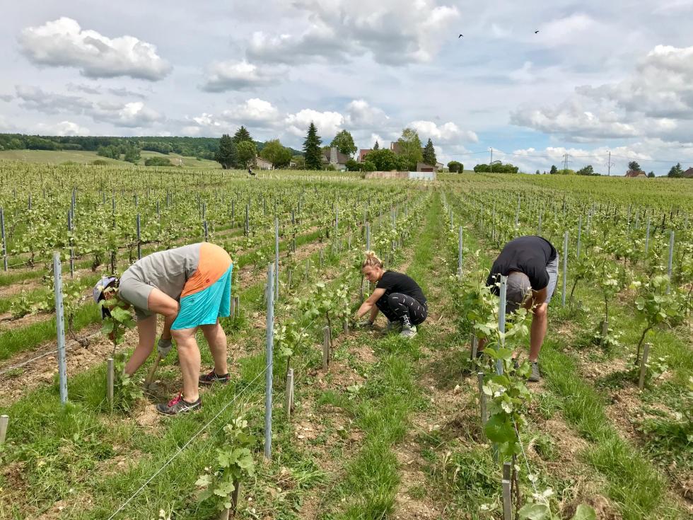 Ebougeonnage pour le Champagne CAILLEZ LEMAIRE dans une vigne à Damery. Marina, Wendy, Joan.