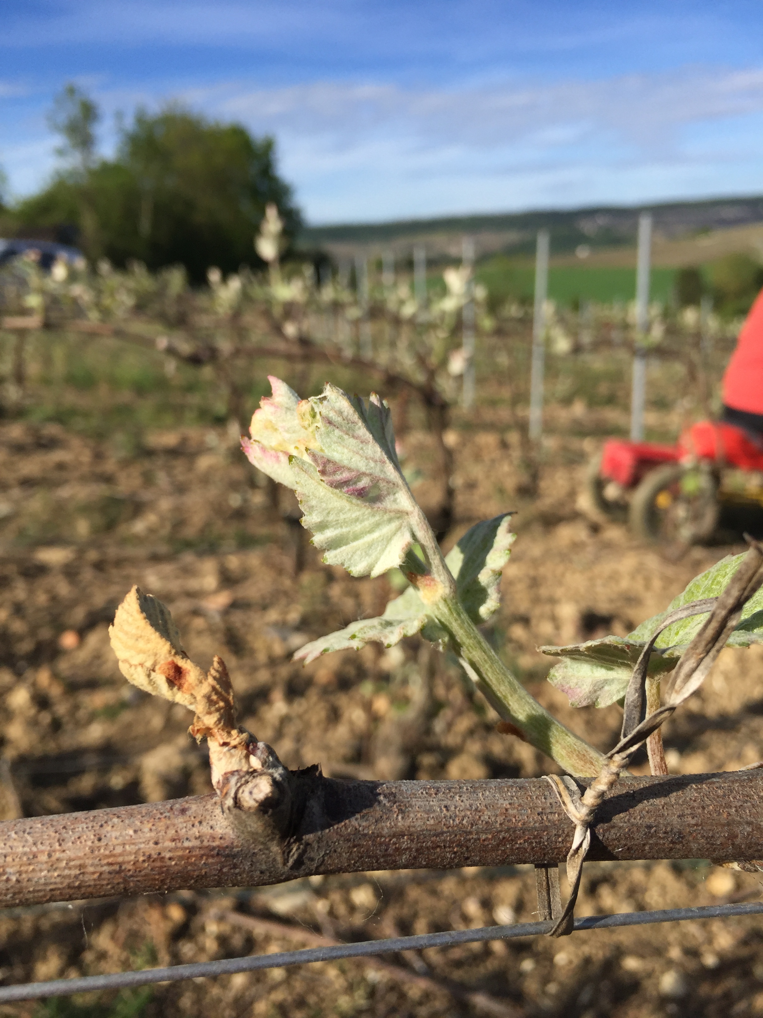 Meunier, 1 young shoot frost, 1young shoot saved