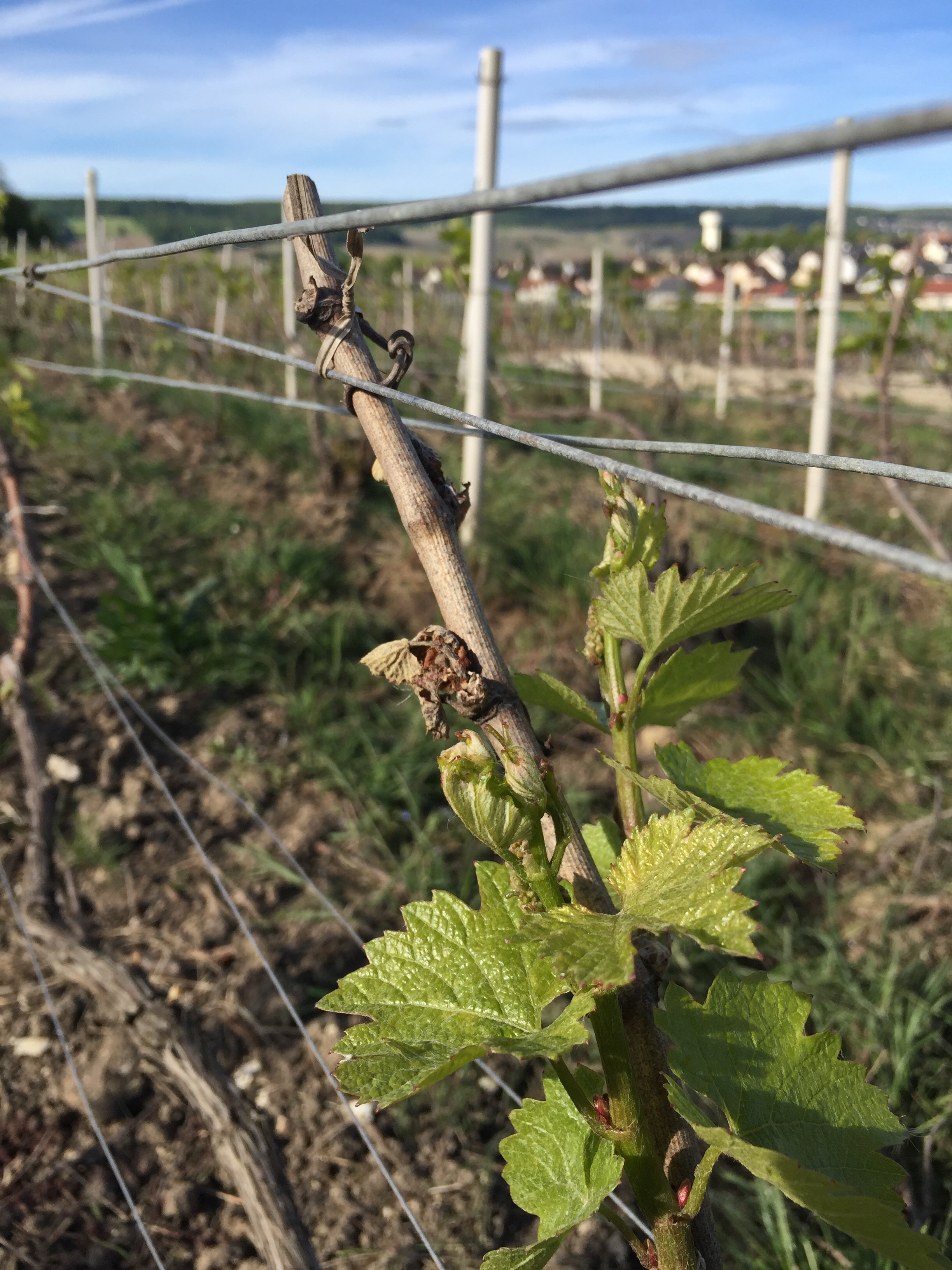 Chardonnay : Cépage le plus touché. Damery en fond