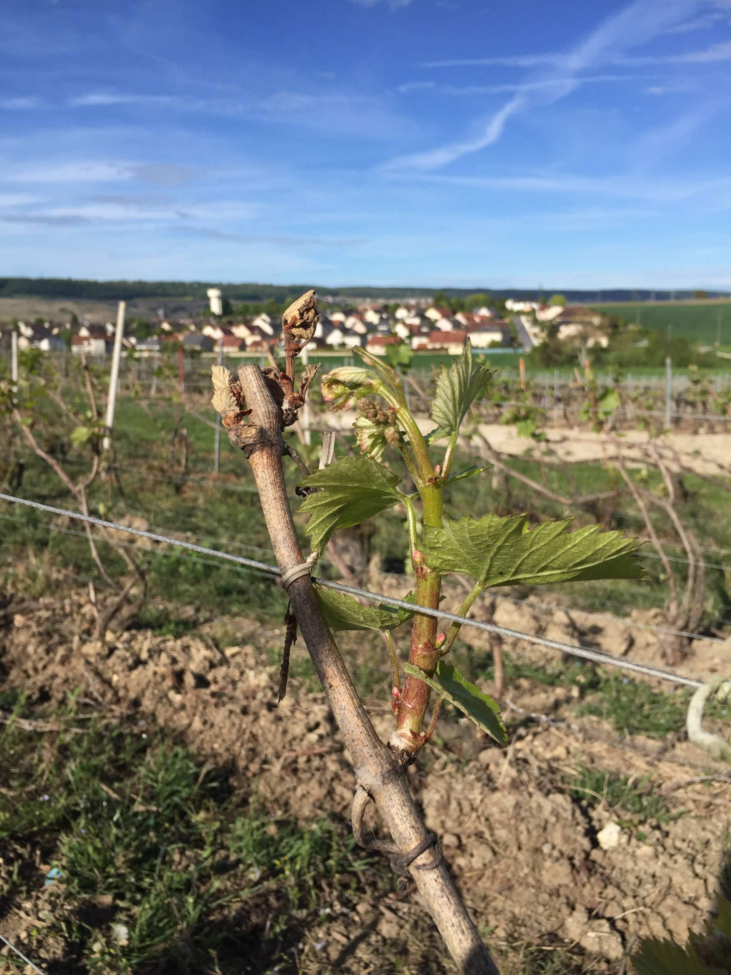 Chardonnay, partly frozen, and behind : Damery, our village !