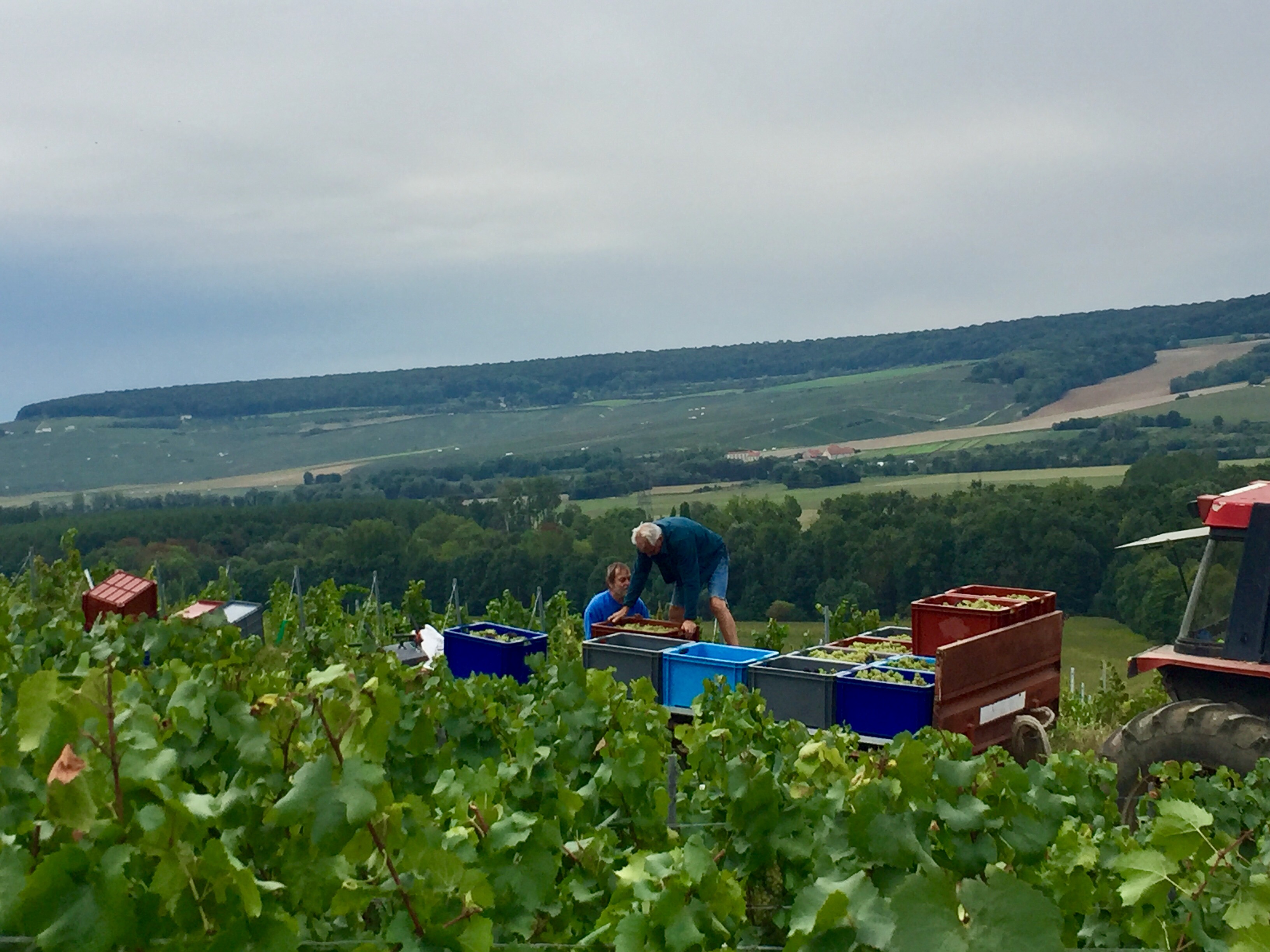 Chardonnay DAMERY Zonage CUMIERES Vendanges 2017