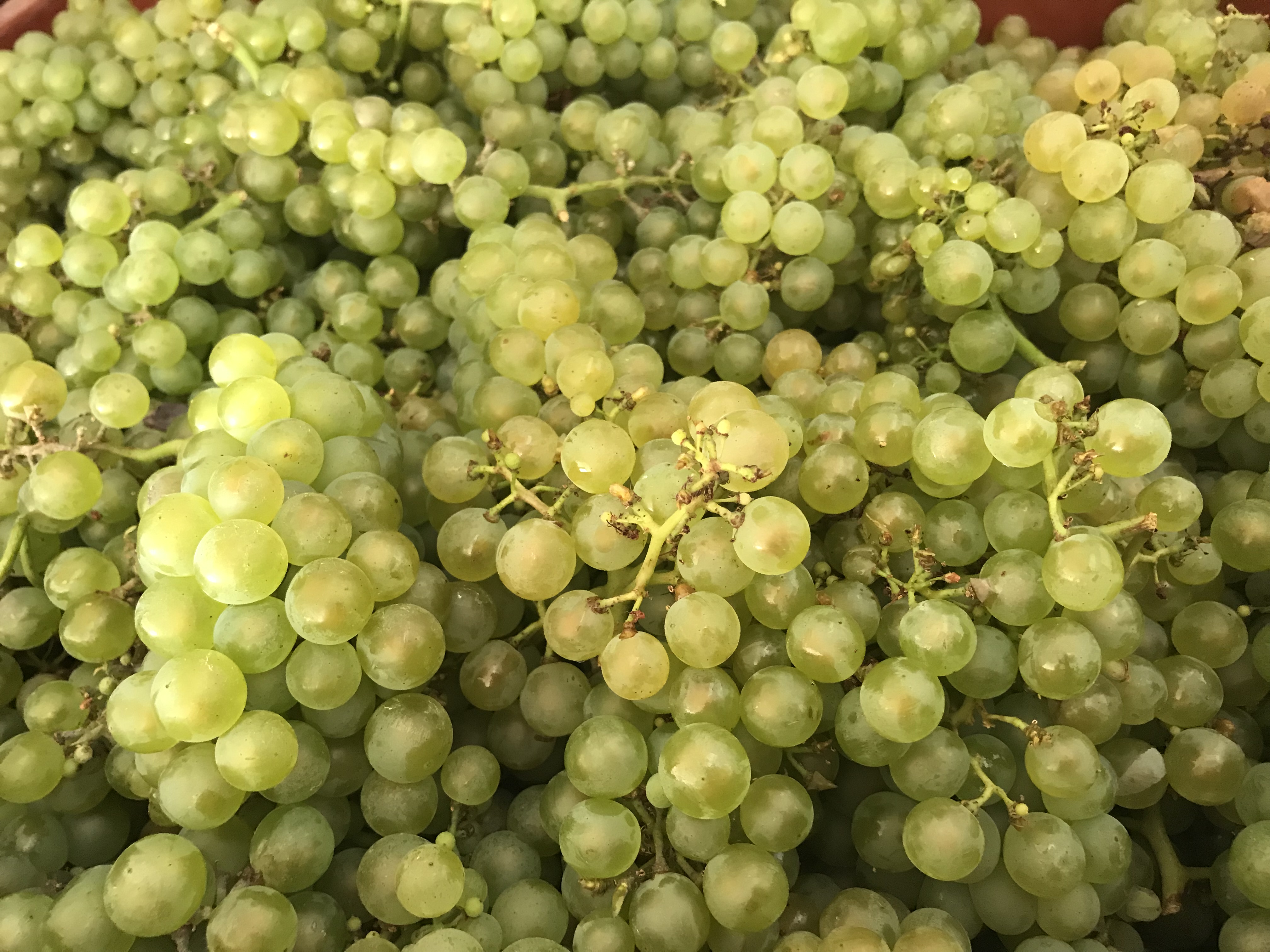 Vendanges Harvest 2019 Champagne Caillez Lemaire Chardonnay