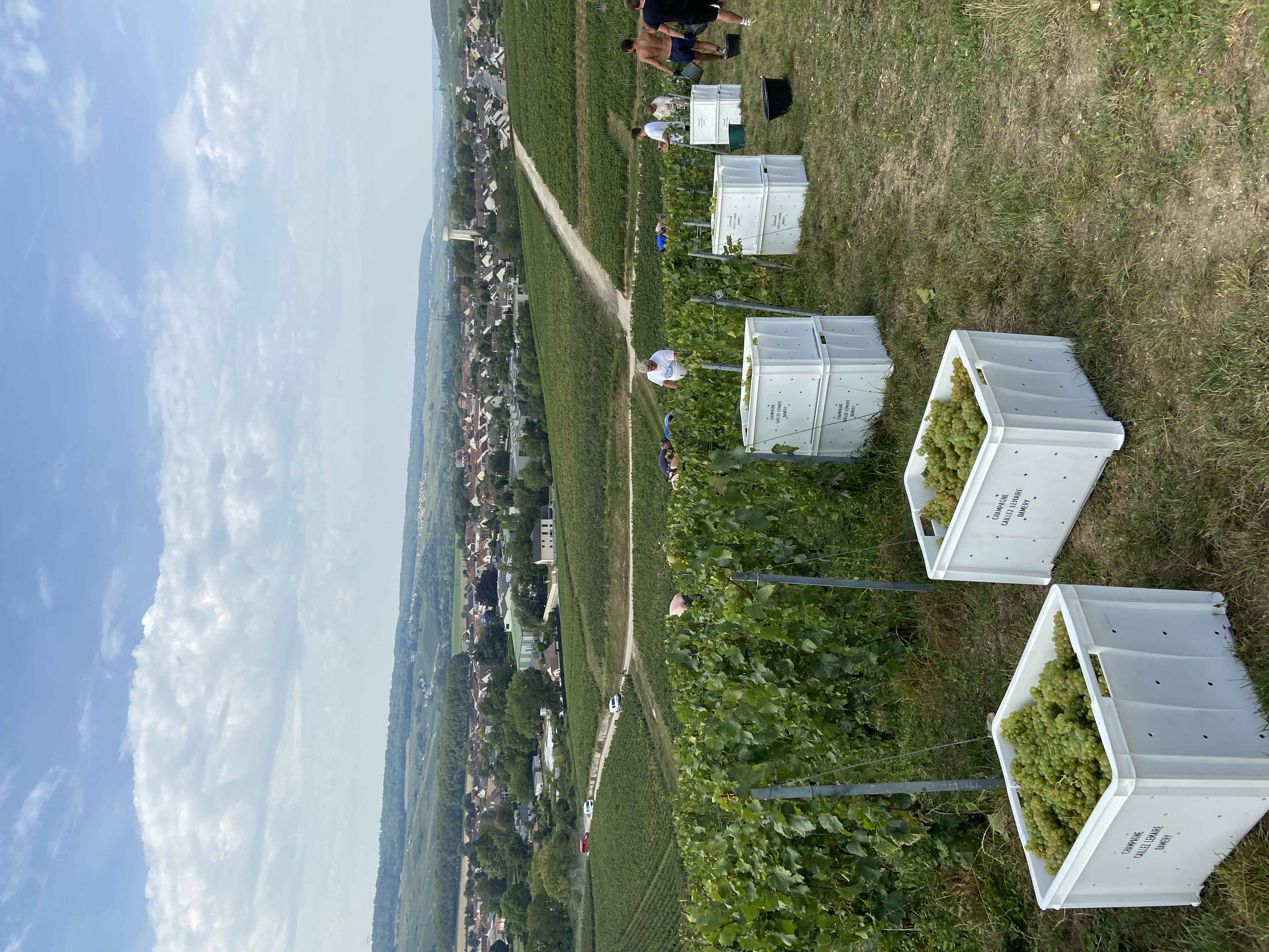 Champagne 2023 Harvest bio grapes