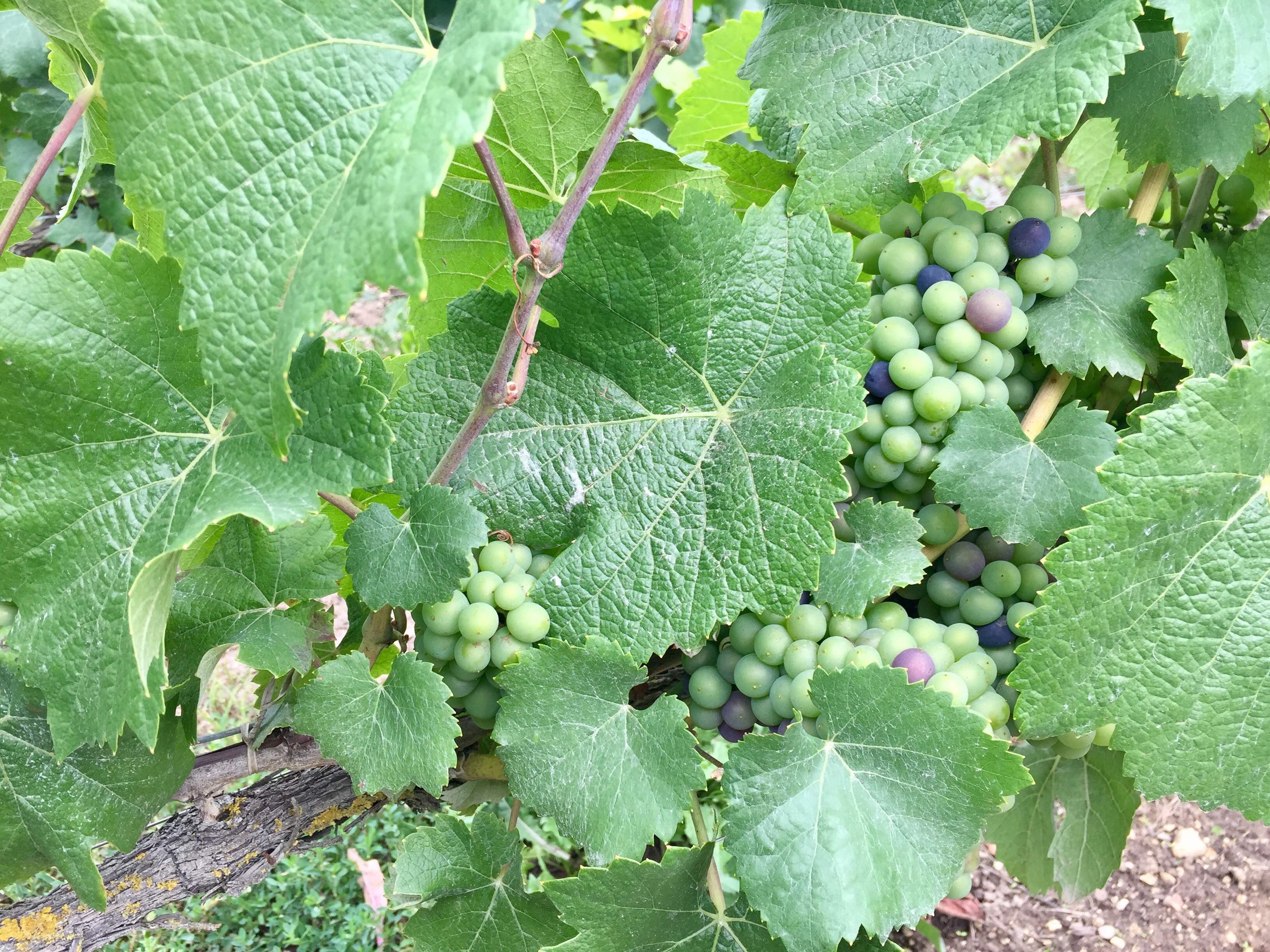 Début véraison fin juillet : vendanges début septembre